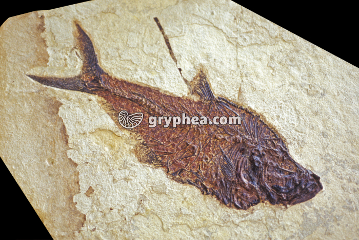 Poisson fossilisé - gryphea.com